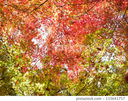 Autumn leaves dyed in autumn colors Autumn leaves dyed in autumn colors 133641757