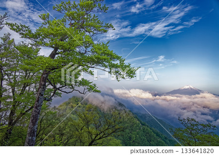 從丹澤的檜木堀間山脊線望去,富士山聳立在雲層之上,周圍綠意盎然。 從丹澤的檜木堀間山脊線望去,富士山聳立在雲層之上,周圍綠意盎然。 133641820