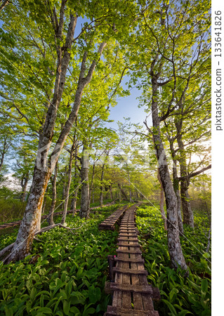 Boardwalk along the Hinokihoramaru ridgeline in the morning mist at Tanzawa Boardwalk along the Hinokihoramaru ridgeline in the morning mist at Tanzawa 133641826