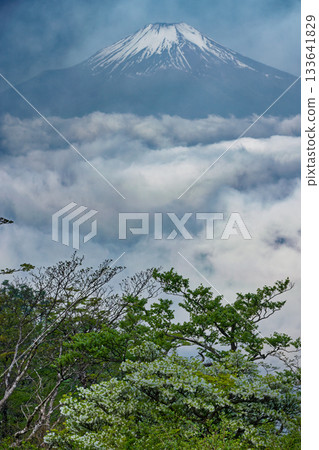從丹澤的檜木穗丸山脊上可以看到雲霧繚繞的富士山和白潮杜鵑。 133641829