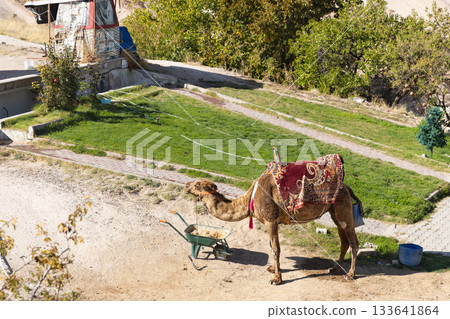 Camels in Uchisar, Cappadocia Camels in Uchisar, Cappadocia 133641864