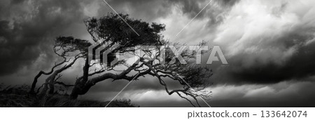 Against the dark stormy sky the trees stand out in stark contrast their shapes bent and curved. Black and white art. Against the dark stormy sky the trees stand out in stark contrast their shapes bent and curved. Black and white art. 133642074