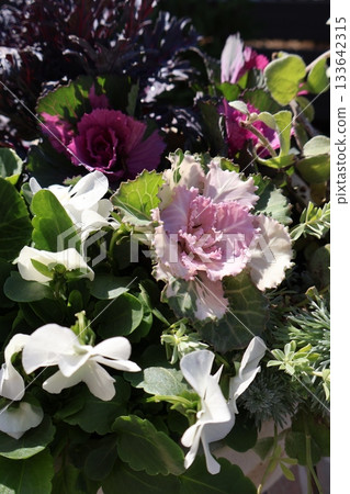 金魚草和紫羅蘭混植 133642315