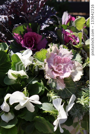 金魚草和紫羅蘭混植 133642316