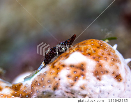 雙角拉特魯特斯 雙角拉特魯特斯 133642385