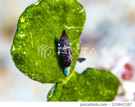 雙角拉特魯特斯 133642387