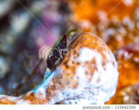 雙角拉特魯特斯 133642390