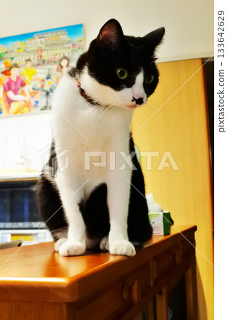 Pet Life Living with Cats Pet Life Living with Cats 133642629