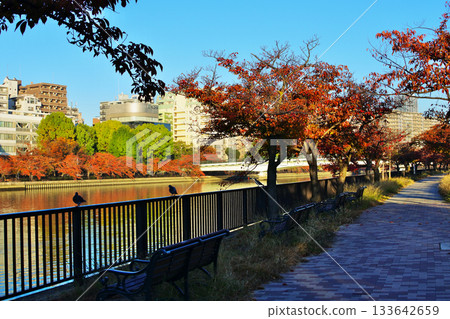 大川河畔公園的秋景,大川是淀川的支流。 大川河畔公園的秋景,大川是淀川的支流。 133642659