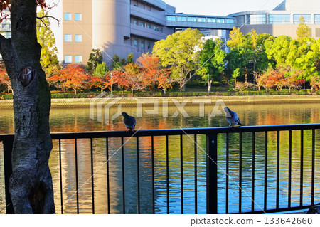 大川河畔公園的秋景，大川是淀川的支流。 133642660