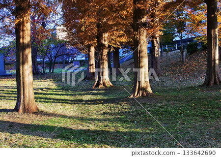 大川河畔公園的秋景,大川是淀川的支流。 大川河畔公園的秋景,大川是淀川的支流。 133642690
