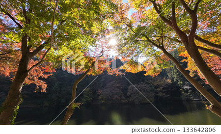 鎌倉湖秋葉 133642806