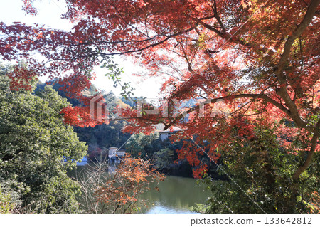 鎌倉湖秋葉 133642812