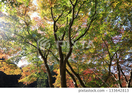 鎌倉湖秋葉 133642813