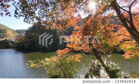 鎌倉湖秋葉 133642814