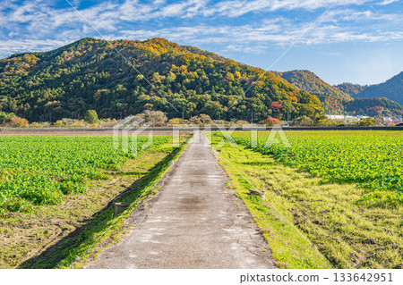 A road through the fields, Maruyamacho, Omihachiman City, Shiga Prefecture 133642951