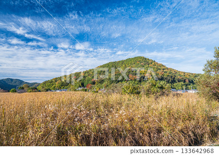 Reed colony in Maruyamacho, Omihachiman City 133642968