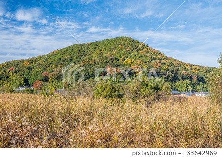 近江八幡市丸山町的蘆葦叢 近江八幡市丸山町的蘆葦叢 133642969