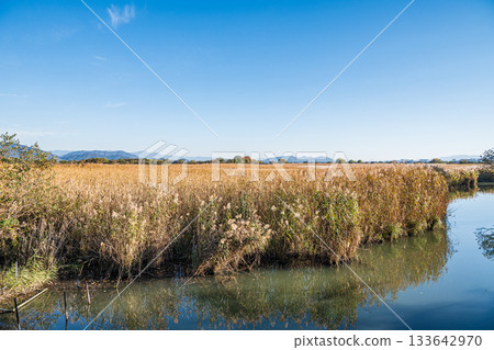滋賀郡近江八幡市西之湖的蘆葦群落 133642970