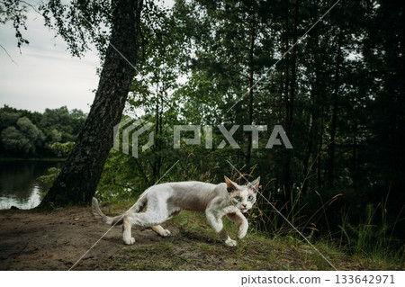 Dynamic cat leaps joyfully in a green forest view, playful Devon Rex Dynamic cat leaps joyfully in a green forest view, playful Devon Rex 133642971