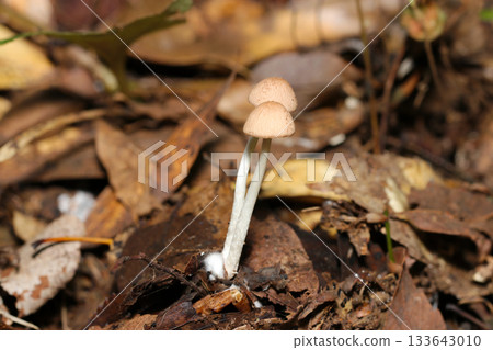 White leggy Psathyrell mushroom larvae growing in leaf litter soil in Japan (macrophotography) White leggy Psathyrell mushroom larvae growing in leaf litter soil in Japan (macrophotography) 133643010