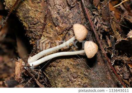 White long-legged Psathyrellus mushroom larvae (Psathyrell, outdoor field mushroom macro photography) White long-legged Psathyrellus mushroom larvae (Psathyrell, outdoor field mushroom macro photography) 133643011