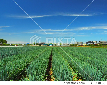 A suburban leek field in late spring A suburban leek field in late spring 133643012