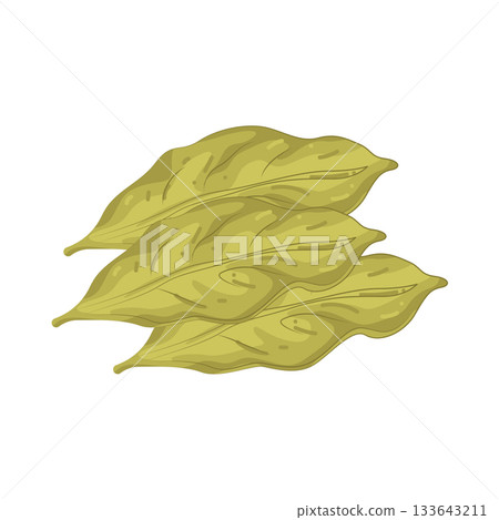 Illustration of bay leaf Illustration of bay leaf 133643211