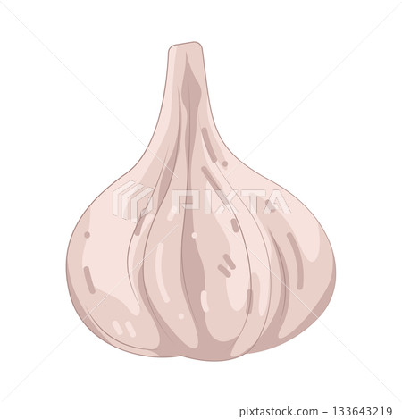 Illustration of garlic Illustration of garlic 133643219