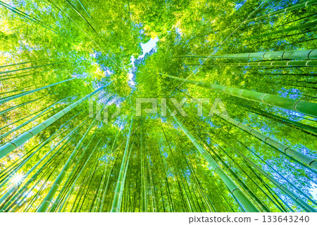 Yokohama cityscape in Japan: Deep green bamboo forest and sunlight filtering through the trees. Soft sunlight filtering through the bamboo forest, passing low in the sky, November 28th. 133643240