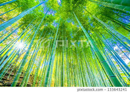 Yokohama cityscape in Japan: Deep green bamboo forest and sunlight filtering through the trees. Soft sunlight filtering through the bamboo forest, passing low in the sky, November 28th. 133643241