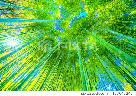 Yokohama cityscape in Japan: Deep green bamboo forest and sunlight filtering through the trees. Soft sunlight filtering through the bamboo forest, passing low in the sky, November 28th. 133643243