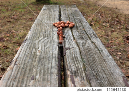 Acorns lined up on a wooden bench Acorns lined up on a wooden bench 133643288