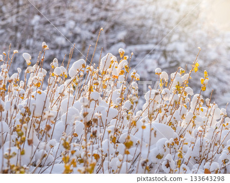 Tree branches in winter covered with snow and frost in snowfall. Frozen tree branches. 133643298