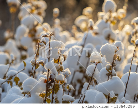 Eurasian nuthatch or wood nuthatch, lat. Sitta europaea, sitting on a tree trunk with a blurred background. 133643299