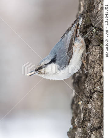 Eurasian nuthatch or wood nuthatch, lat. Sitta europaea, sitting on a tree trunk with a blurred background. 133643301