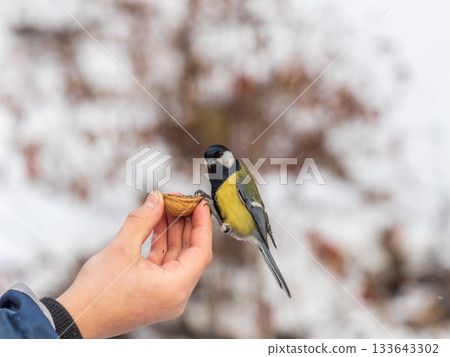 A tit sits on a man's hand and eats seeds. A tit sits on a man's hand and eats seeds. 133643302