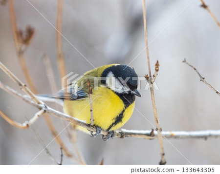 Cute bird Great tit, songbird sitting on the nice branch with beautiful autumn background Cute bird Great tit, songbird sitting on the nice branch with beautiful autumn background 133643305