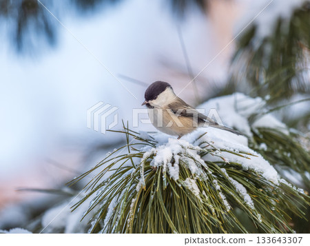 Cute bird the willow tit, song bird sitting on the fir branch with snow in winter Cute bird the willow tit, song bird sitting on the fir branch with snow in winter 133643307