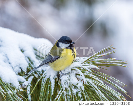 Cute bird Great tit, songbird sitting on the fir branch with snow in winter Cute bird Great tit, songbird sitting on the fir branch with snow in winter 133643308