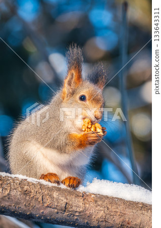 The squirrel with nut sits on tree in the winter or late autumn 133643311