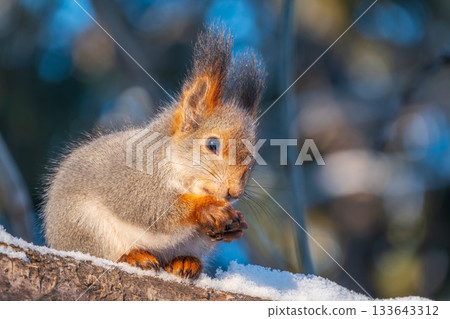 The squirrel with nut sits on tree in the winter or late autumn 133643312