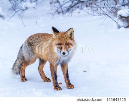 European Red Fox (Vulpes vulpes) in winter forest European Red Fox (Vulpes vulpes) in winter forest 133643315