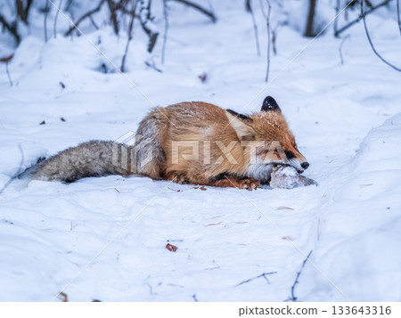 European Red Fox (Vulpes vulpes) in winter forest 133643316