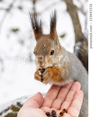 Squirrel eats nuts from a man's hand. Caring for animals in winter or autumn. 133643318