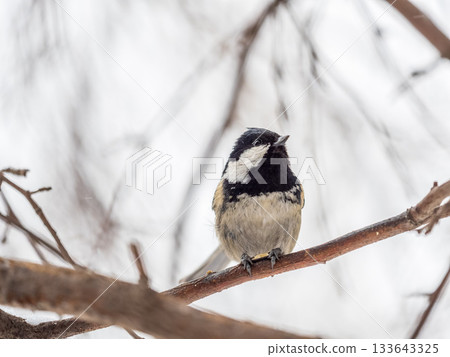 Beautiful bird Coal tit, lat. Periparus ater, sitting on a branch without leaves in the autumn or winter. 133643325