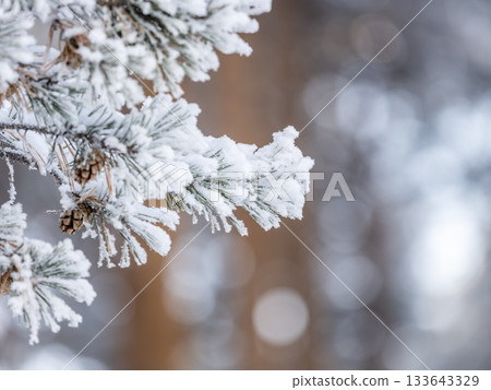 Pine branch with needles is covered with snow in the sunset light Pine branch with needles is covered with snow in the sunset light 133643329