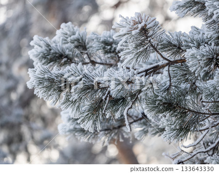 Pine branch with needles is covered with snow in the sunset light 133643330