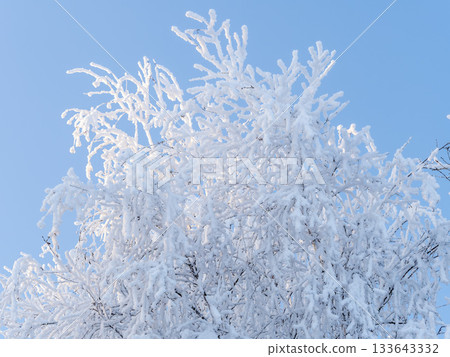 Tree branches in winter covered with snow and frost in snowfall on blue sky background. Frozen tree branches. 133643332