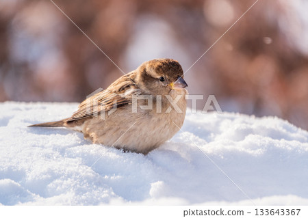 House Sparrow, Passer domesticus, standing in the snow. 133643367